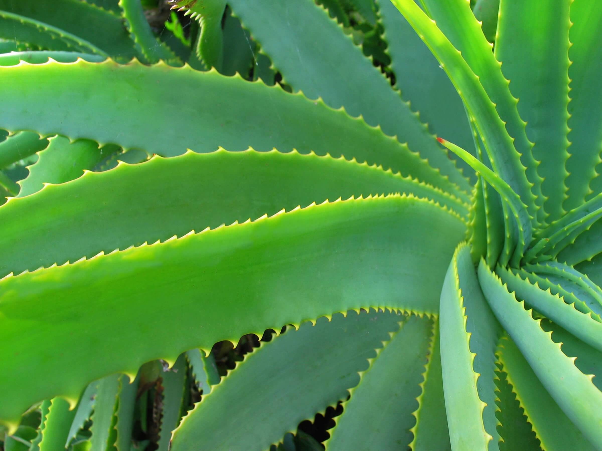 10-dandruff-natural-treatment-aloe-vera