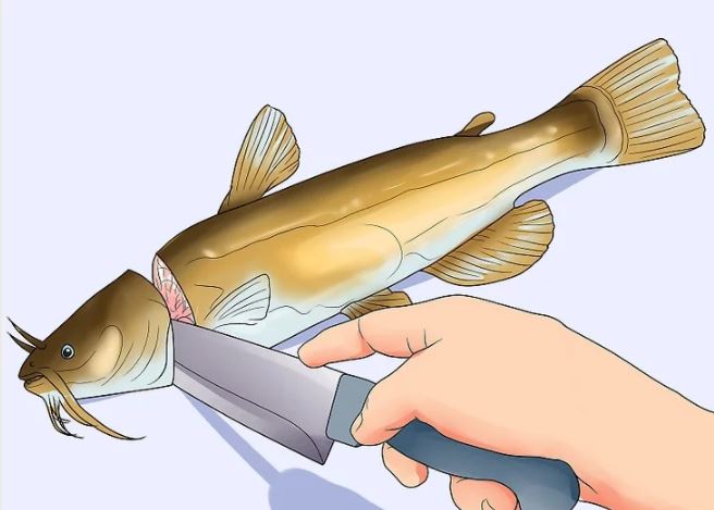 چگونه ماهی را تمیز کنیم؟ - هاو کن یو